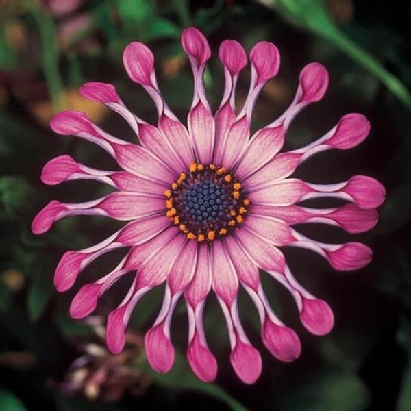 Osteospermum FlowerPower Spider Pink Plug Plants Pack x6
