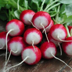 Radish Poloneza Quality Kings Seeds Vegetable Pack