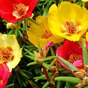 Portulaca Grandiflora Macarena Mix Garden Plug Plants Pack x6
