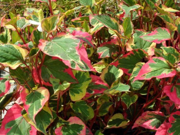 Houttuynia 'Chameleon' Perennial Garden Plug Plants New Pack x6