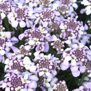 Iberis 'Lavender Frost' Sempervirens 'Candytuft' Plug Plants Pack x6