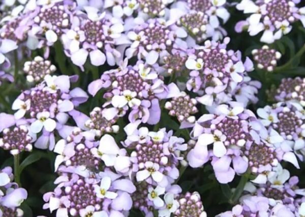 Iberis 'Lavender Frost' Sempervirens 'Candytuft' Plug Plants Pack x6