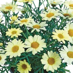 Marguerite Daisy 'Aramis® Lemon Plug Plants Pack x6