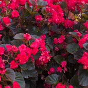 Begonia Semperflorens Doublet® Red Summer Plug Plants Pack x6