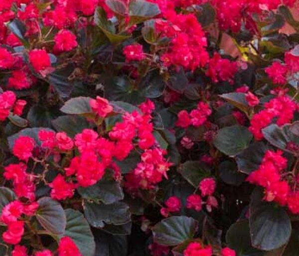 Begonia Semperflorens Doublet® Red Summer Plug Plants Pack x6