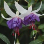 Fuchsia Trailing 'Blue Angel' Summer Plug Plants Pack x6