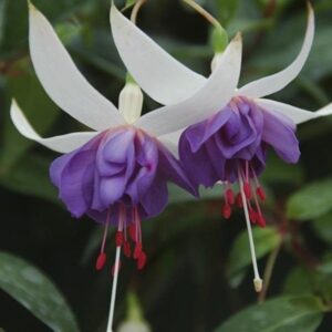 Fuchsia Trailing 'Blue Angel' Summer Plug Plants Pack x6