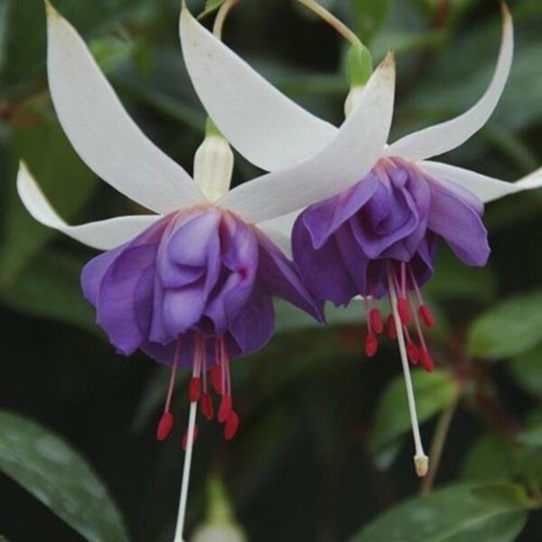 Fuchsia Trailing 'Blue Angel' Summer Plug Plants Pack x6