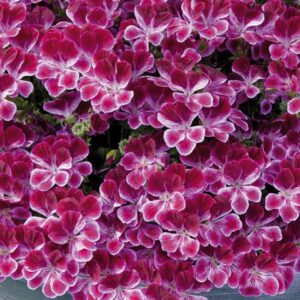 Pelagonium Geranium Scented Angel Eyes® Burgandy Plug Plants Pack x6