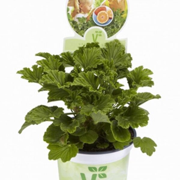 Geranium Scented Grandeur Odorata Orange® Plug Plants Pack x6