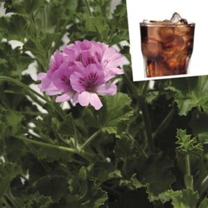 Geranium Scented Grandeur Odorata Cola® Plug Plants Pack x6