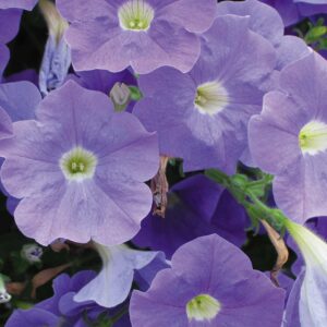 Petunia Surfinia Sky Blue Trailing Basket Plug Plants Pack x6