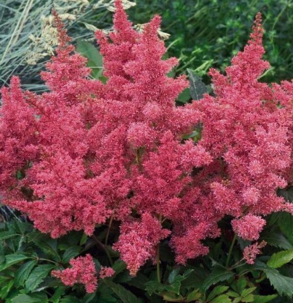 Astilbe 'Astary Rose' Perennial Plug Plants Pack x6