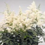 Astilbe 'Astary White' Perennial Plug Plants Pack x6