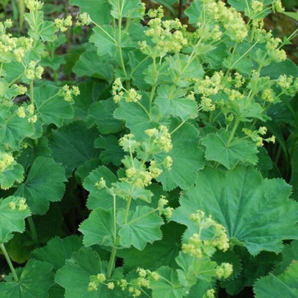 Alchemilla Mollis Perennial Supersize XXL Plug Plants Pack x3