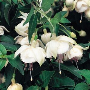Fuchsia Trailing 'Trudi Davro' Summer Garden Plug Plants Pack x6