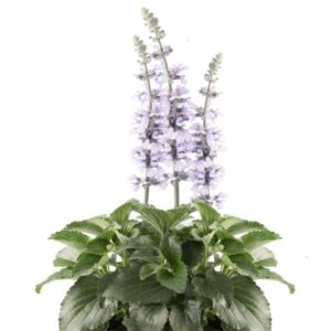 Salvia Mystic Spires Sky Blue Plug Plants Pack x6