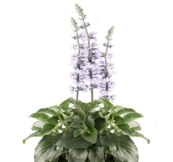 Salvia Mystic Spires Sky Blue Plug Plants Pack x6
