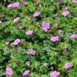 Hardy Geranium 'Blushing Turtle' Perennial LARGE Plug Plants Pack x3