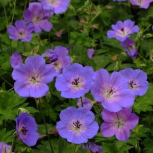 Geranium Hardy Azure Rush® Perennial LARGE Plug Plants Pack x6