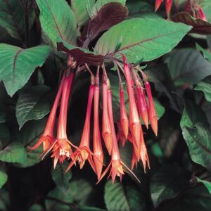 Fuchsia Upright Bush Tryphylla 'Koralle' Plug Plants Pack x6