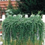 Mint Satureja Douglasii 'Indian Mint' Herb Garden Plug Plants Pack x6