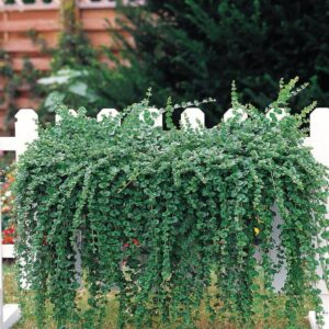 Mint Satureja Douglasii 'Indian Mint' Herb Garden Plug Plants Pack x6