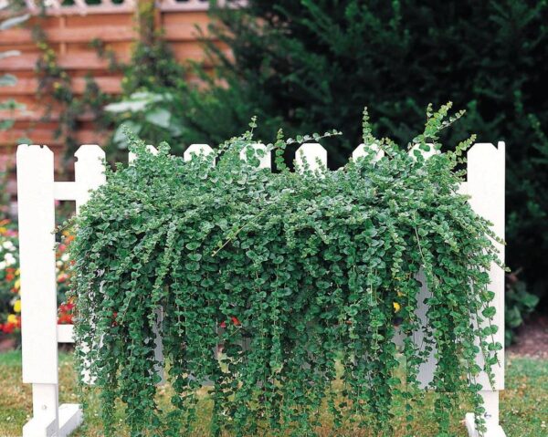 Mint Satureja Douglasii 'Indian Mint' Herb Garden Plug Plants Pack x6