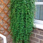 Mint Satureja Douglasii 'Indian Mint' Herb Garden Plug Plants Pack x6