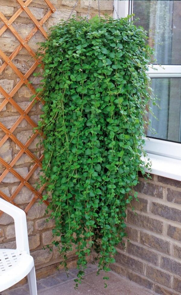 Mint Satureja Douglasii 'Indian Mint' Herb Garden Plug Plants Pack x6
