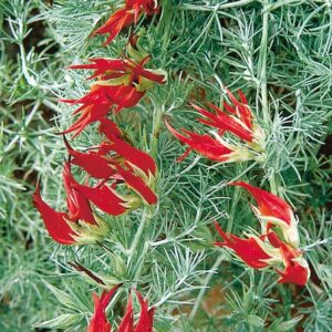Lotus Flower Orange Berthelotii Basket / Garden Plug Plants Pack x6