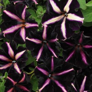 Petunia 'Pinstripe' Summer Garden/Basket Plug Plants Pack x6