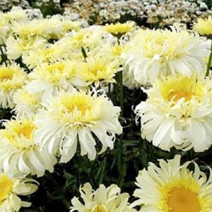 Leucathemum x Superbum 'Real Charmer' Shasta Daisy Perennial Plug Plants Pack x6
