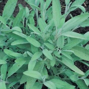 Salvia Fortado (Green Sage) Herb Plug Plants Pack x 6
