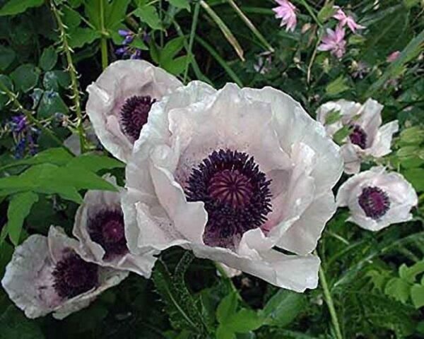 Poppy Papaver Orientale 'Royal Wedding' Perennial 9cm Pot Plants Pack x3