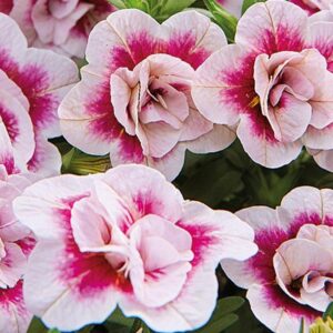 Calibrachoa Trailing Mini Petunia 'Double Pink Bi-Colour' Plug Plants Pack x6