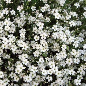 Gypsophila 'Filou White' (Creeping Babys Breath) Perennial Plug Plants Pack X6