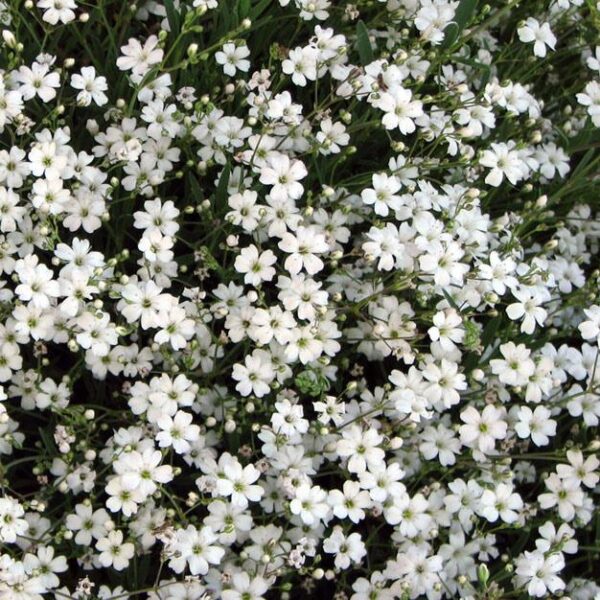 Gypsophila 'Filou White' (Creeping Babys Breath) Perennial Plug Plants Pack X6