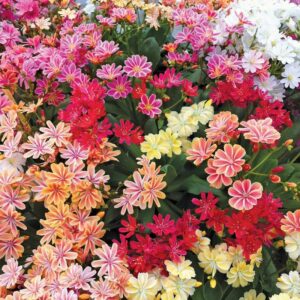 Lewisia Cotyledon Elise Mix Perennial Plug Plants Pack x6