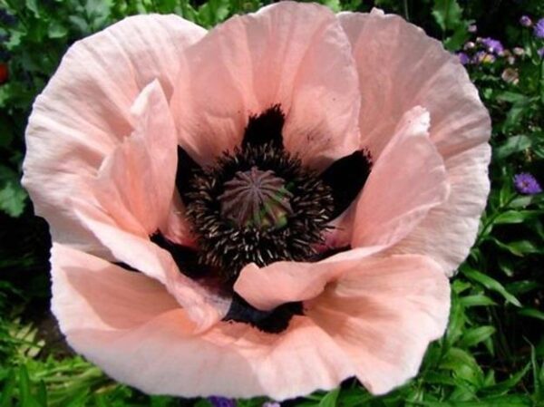 Poppy Papaver Orientale 'Victoria Louise' Perennial Plug Plants Pack x6