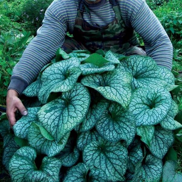 Brunnera Macrophylla 'Alexander's Great' Perennial XXL Supersize Plug Plants Pack x3
