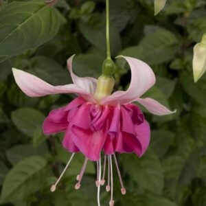 Fuchsia Trailing Giant 'Bella Rosella' Summer Garden Plug Plants Pack x6