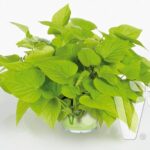 Ipomoea Batatas (Sweet Potato) Papas 'Sweet Georgia Light Green' Plug Plants Pack x6
