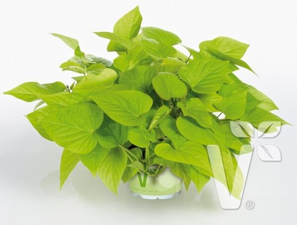 Ipomoea Batatas (Sweet Potato) Papas 'Sweet Georgia Light Green' Plug Plants Pack x6