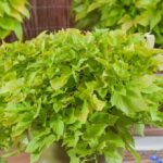 Ipomoea Batatas (Sweet Potato) Papas 'Sweet Georgia Light Green' Plug Plants Pack x6
