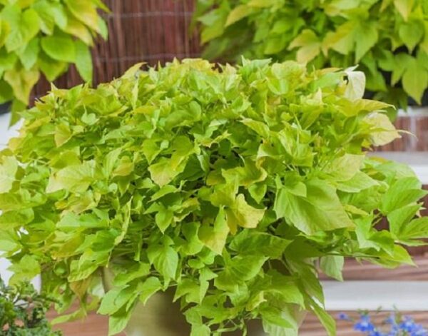Ipomoea Batatas (Sweet Potato) Papas 'Sweet Georgia Light Green' Plug Plants Pack x6