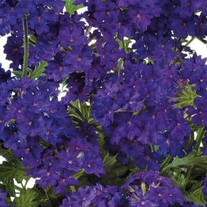 Verbena Trailing Vectura® 'Deep Blue' Garden Basket Plug Plants Pack x6
