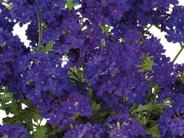 Verbena Trailing Vectura® 'Deep Blue' Garden Basket Plug Plants Pack x6