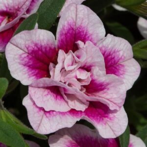 Calibrachoa Trailing Mini Petunia 'Double PinkTastic' Plug Plants Pack x6