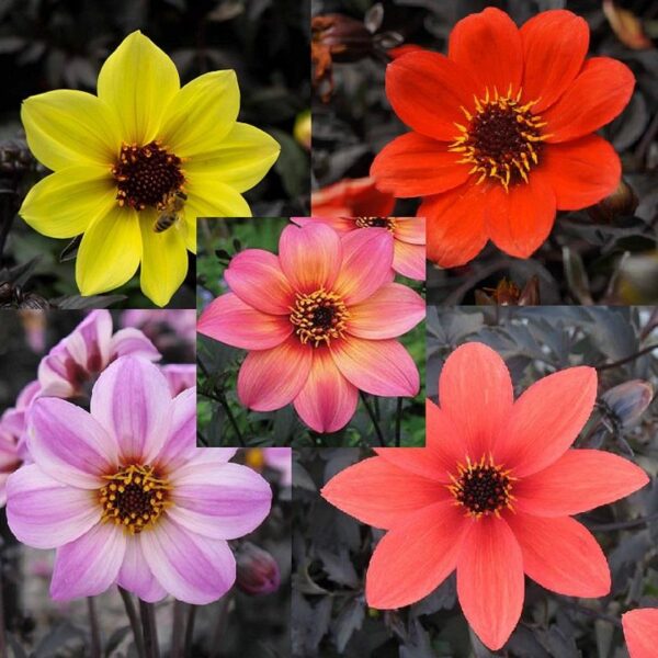 MYSTIC DAHLIAS™ Mixed LARGE Perennial Plug Plants Pack x6